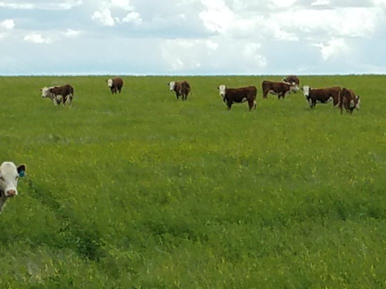 Image for ROSEBUD COUNTY, MONTANA - HUNTING PROPERTY