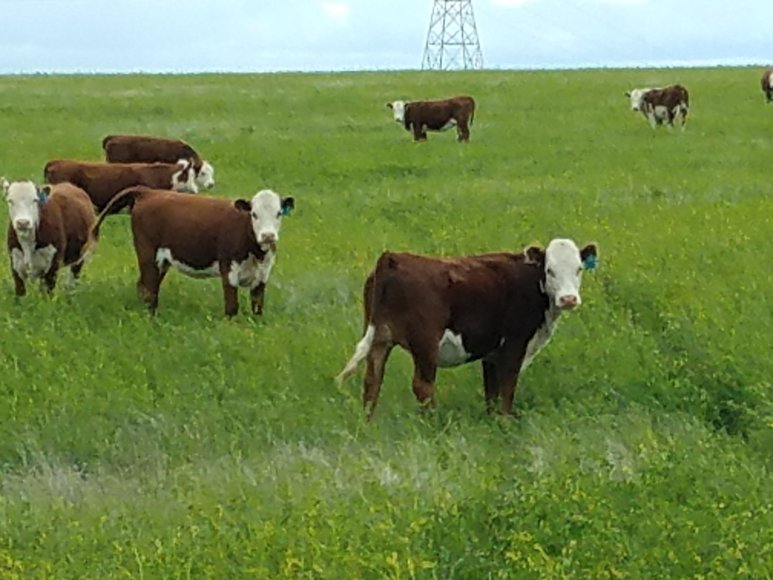 Image for ROSEBUD COUNTY, MONTANA - HUNTING PROPERTY