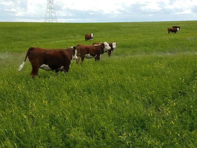 Image for ROSEBUD COUNTY, MONTANA - HUNTING PROPERTY