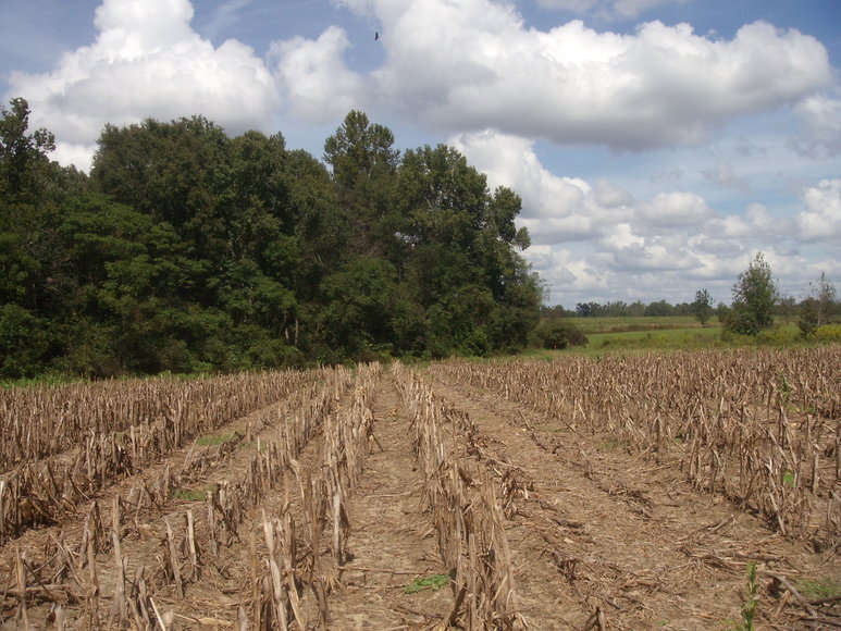 Image for LIVE AUCTION - Thursday, November 1st @ 7:00 P.M.