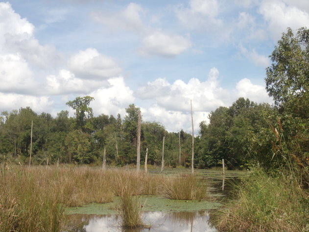 Image for LIVE AUCTION - Thursday, November 1st @ 7:00 P.M.