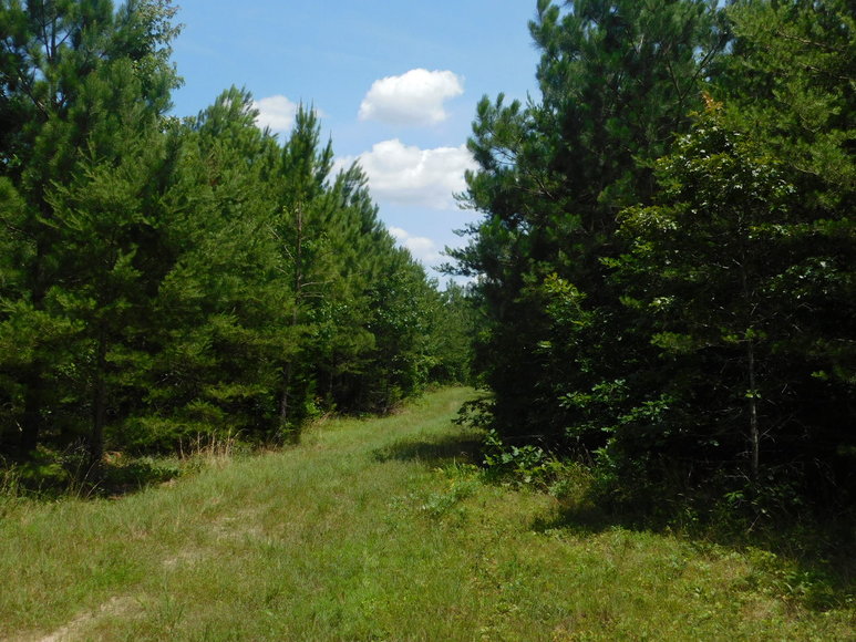 Image for 140 +/- Wooded Acres in Caroline County, VA...a Sportsman's Dream!!  ONLINE ONLY BIDDING!!