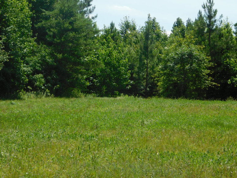 Image for 140 +/- Wooded Acres in Caroline County, VA...a Sportsman's Dream!!  ONLINE ONLY BIDDING!!