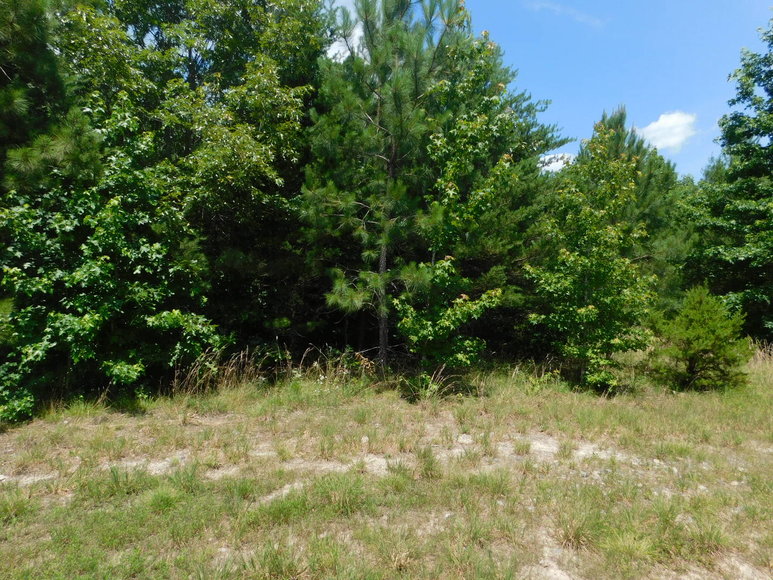 Image for 140 +/- Wooded Acres in Caroline County, VA...a Sportsman's Dream!!  ONLINE ONLY BIDDING!!