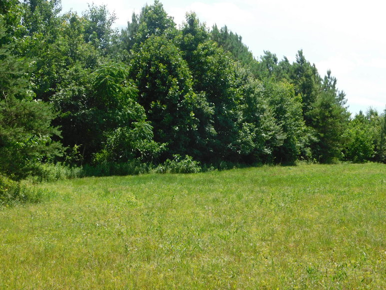 Image for 140 +/- Wooded Acres in Caroline County, VA...a Sportsman's Dream!!  ONLINE ONLY BIDDING!!