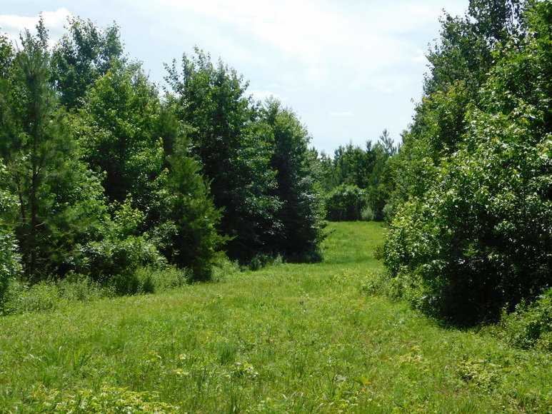 Image for 140 +/- Wooded Acres in Caroline County, VA...a Sportsman's Dream!!  ONLINE ONLY BIDDING!!