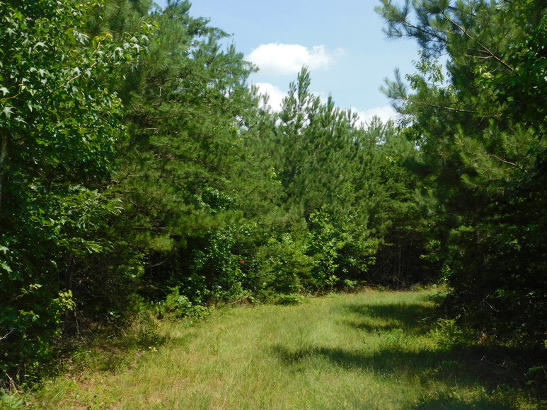 Image for 140 +/- Wooded Acres in Caroline County, VA...a Sportsman's Dream!!  ONLINE ONLY BIDDING!!