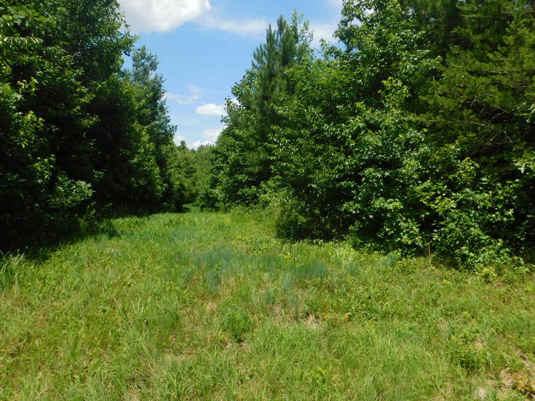 Image for 140 +/- Wooded Acres in Caroline County, VA...a Sportsman's Dream!!  ONLINE ONLY BIDDING!!