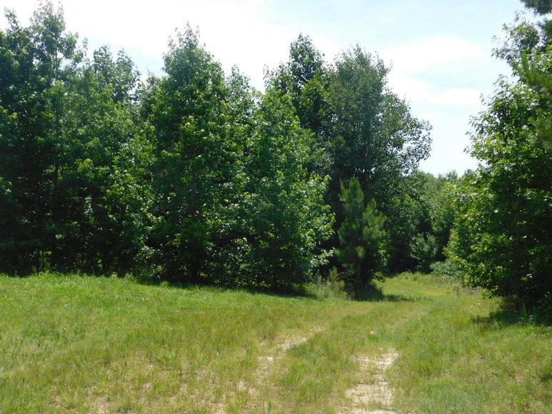 Image for 140 +/- Wooded Acres in Caroline County, VA...a Sportsman's Dream!!  ONLINE ONLY BIDDING!!