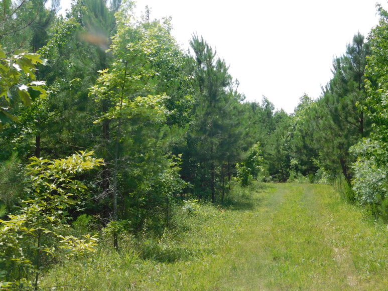 Image for 140 +/- Wooded Acres in Caroline County, VA...a Sportsman's Dream!!  ONLINE ONLY BIDDING!!