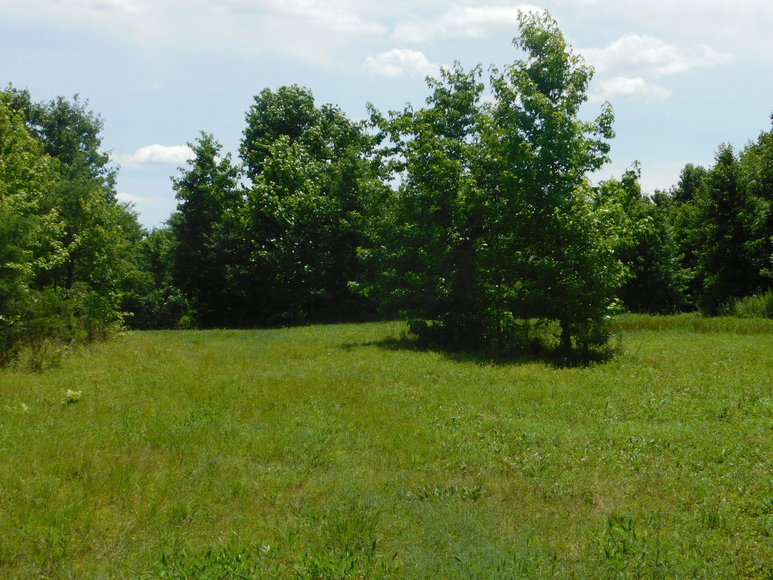 Image for 140 +/- Wooded Acres in Caroline County, VA...a Sportsman's Dream!!  ONLINE ONLY BIDDING!!