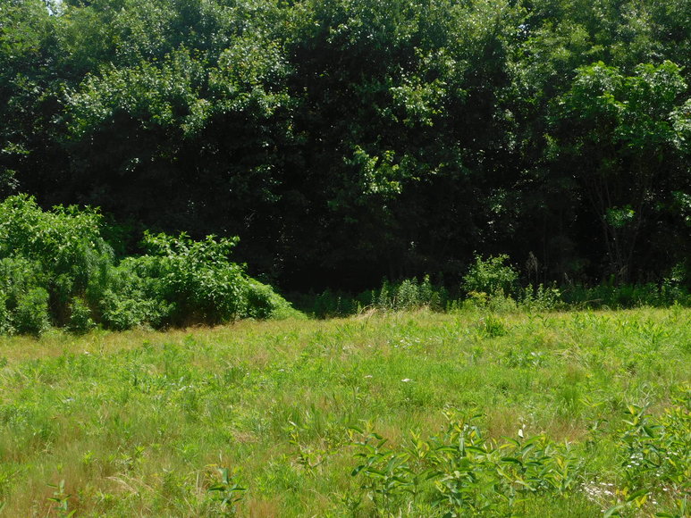 Image for 140 +/- Wooded Acres in Caroline County, VA...a Sportsman's Dream!!  ONLINE ONLY BIDDING!!