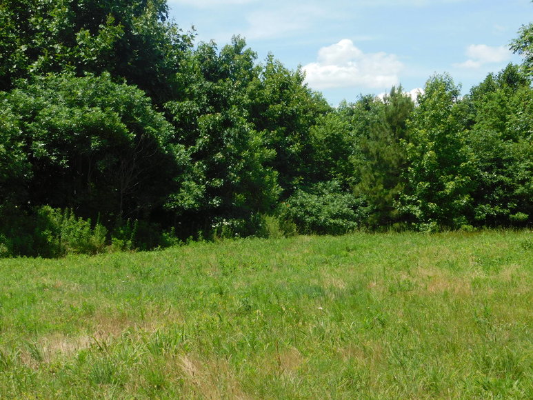Image for 140 +/- Wooded Acres in Caroline County, VA...a Sportsman's Dream!!  ONLINE ONLY BIDDING!!