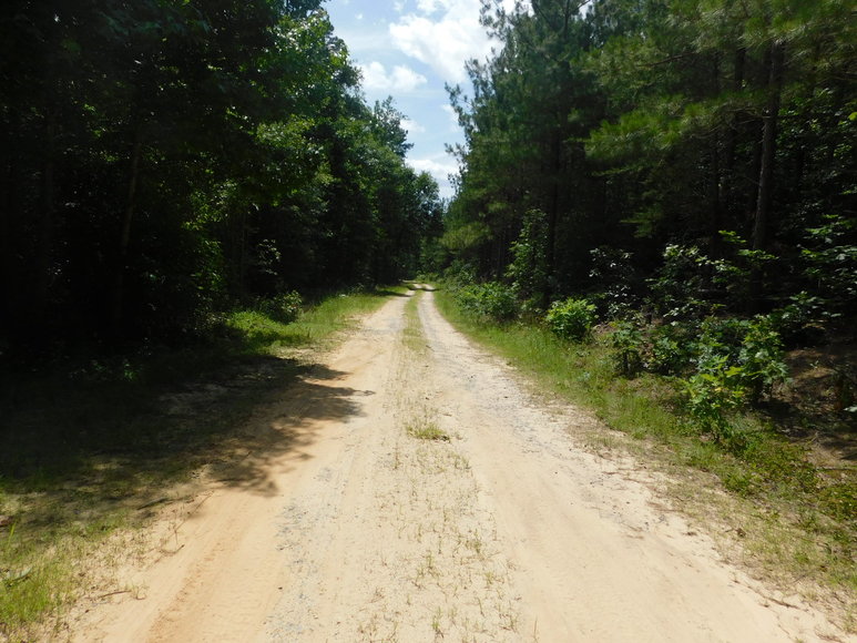 Image for 140 +/- Wooded Acres in Caroline County, VA...a Sportsman's Dream!!  ONLINE ONLY BIDDING!!
