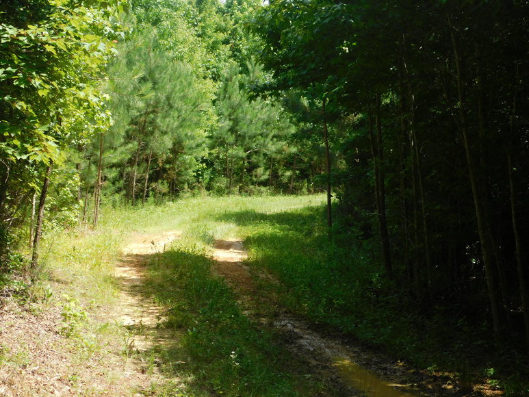 Image for 140 +/- Wooded Acres in Caroline County, VA...a Sportsman's Dream!!  ONLINE ONLY BIDDING!!