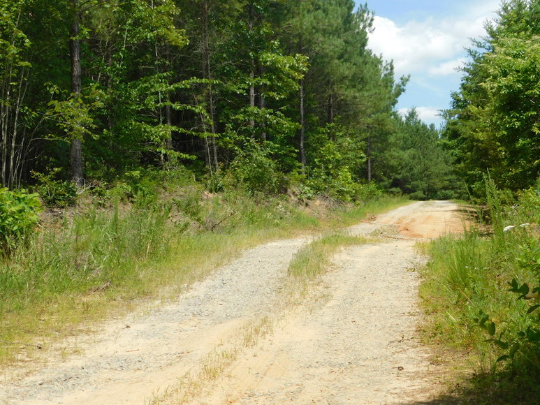 Image for 140 +/- Wooded Acres in Caroline County, VA...a Sportsman's Dream!!  ONLINE ONLY BIDDING!!