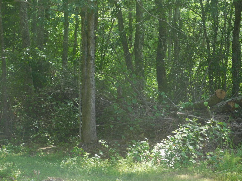 Image for 140 +/- Wooded Acres in Caroline County, VA...a Sportsman's Dream!!  ONLINE ONLY BIDDING!!