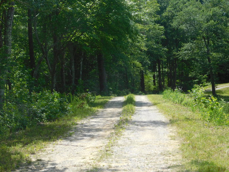Image for 140 +/- Wooded Acres in Caroline County, VA...a Sportsman's Dream!!  ONLINE ONLY BIDDING!!