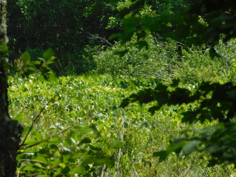 Image for 140 +/- Wooded Acres in Caroline County, VA...a Sportsman's Dream!!  ONLINE ONLY BIDDING!!