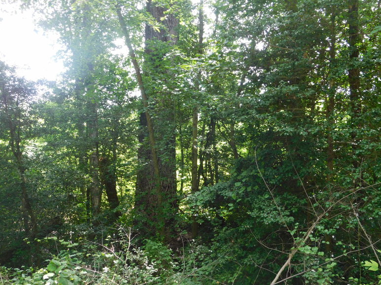 Image for 140 +/- Wooded Acres in Caroline County, VA...a Sportsman's Dream!!  ONLINE ONLY BIDDING!!
