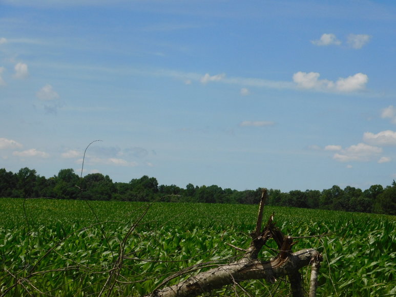 Image for 140 +/- Wooded Acres in Caroline County, VA...a Sportsman's Dream!!  ONLINE ONLY BIDDING!!