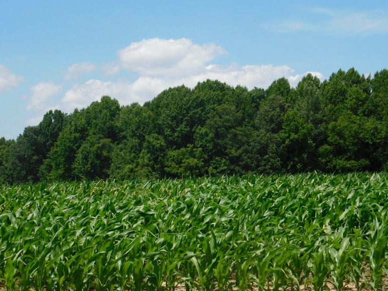 Image for 140 +/- Wooded Acres in Caroline County, VA...a Sportsman's Dream!!  ONLINE ONLY BIDDING!!