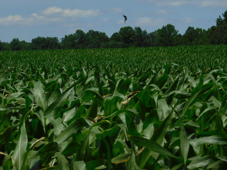 Image for 140 +/- Wooded Acres in Caroline County, VA...a Sportsman's Dream!!  ONLINE ONLY BIDDING!!