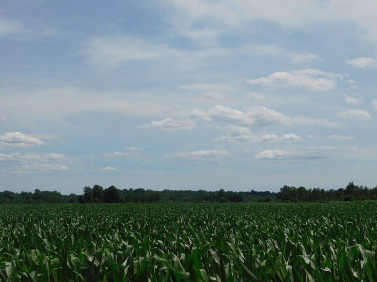 Image for 140 +/- Wooded Acres in Caroline County, VA...a Sportsman's Dream!!  ONLINE ONLY BIDDING!!