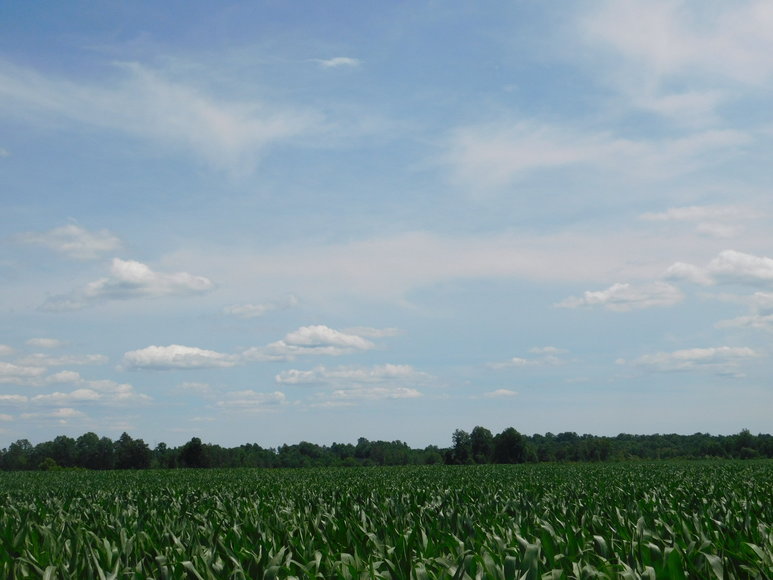 Image for 140 +/- Wooded Acres in Caroline County, VA...a Sportsman's Dream!!  ONLINE ONLY BIDDING!!