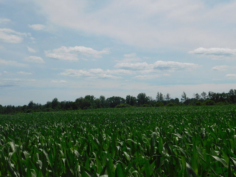 Image for 140 +/- Wooded Acres in Caroline County, VA...a Sportsman's Dream!!  ONLINE ONLY BIDDING!!