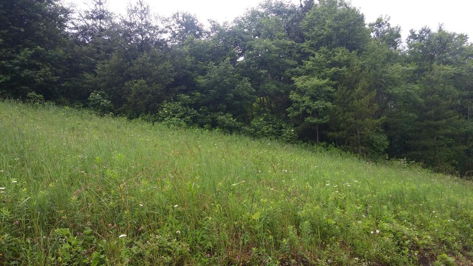 Image for Premier Land Auction - 82 ± Acres in Avery County, NC