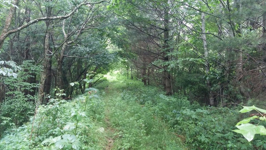 Image for Premier Land Auction - 82 ± Acres in Avery County, NC