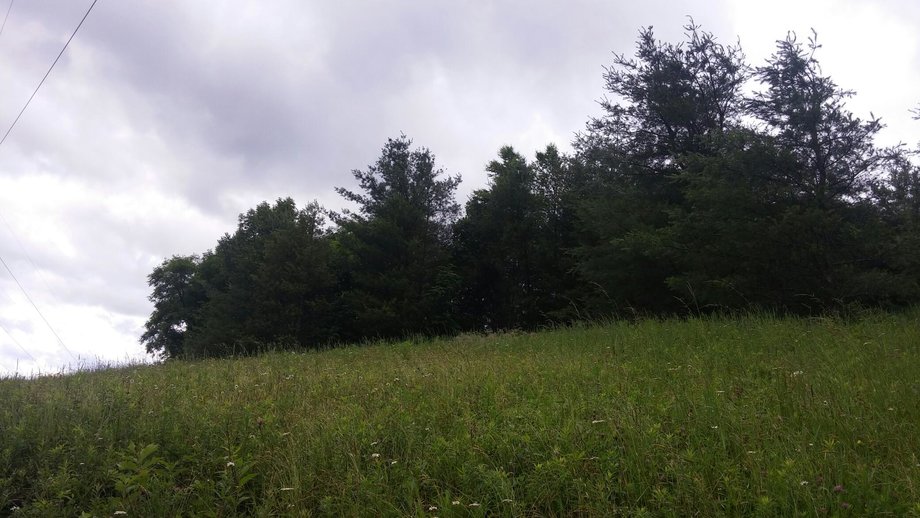 Image for Premier Land Auction - 82 ± Acres in Avery County, NC