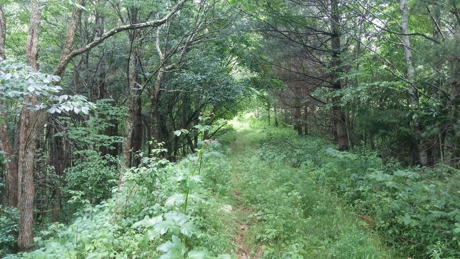 Image for Premier Land Auction - 82 ± Acres in Avery County, NC