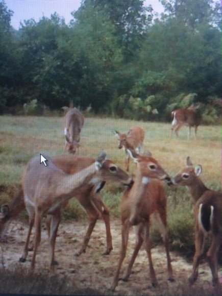 Image for 140 +/- Wooded Acres in Caroline County, VA...a Sportsman's Dream!!  ONLINE ONLY BIDDING!!