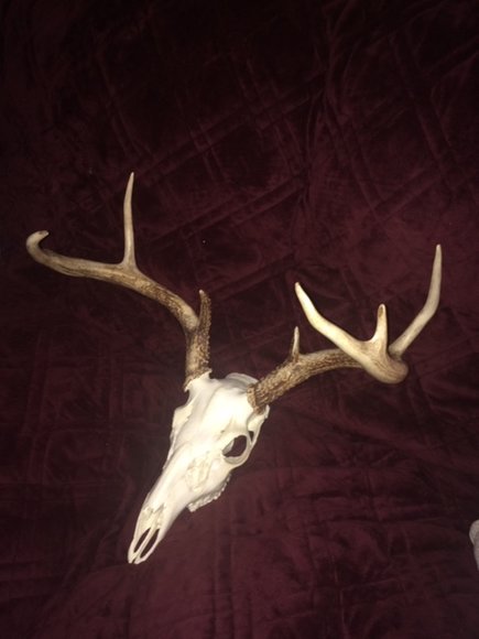 Image for 140 +/- Wooded Acres in Caroline County, VA...a Sportsman's Dream!!  ONLINE ONLY BIDDING!!