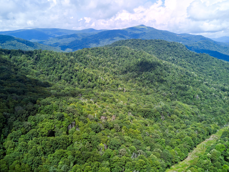 Image for Premier Land Auction - 82 ± Acres in Avery County, NC
