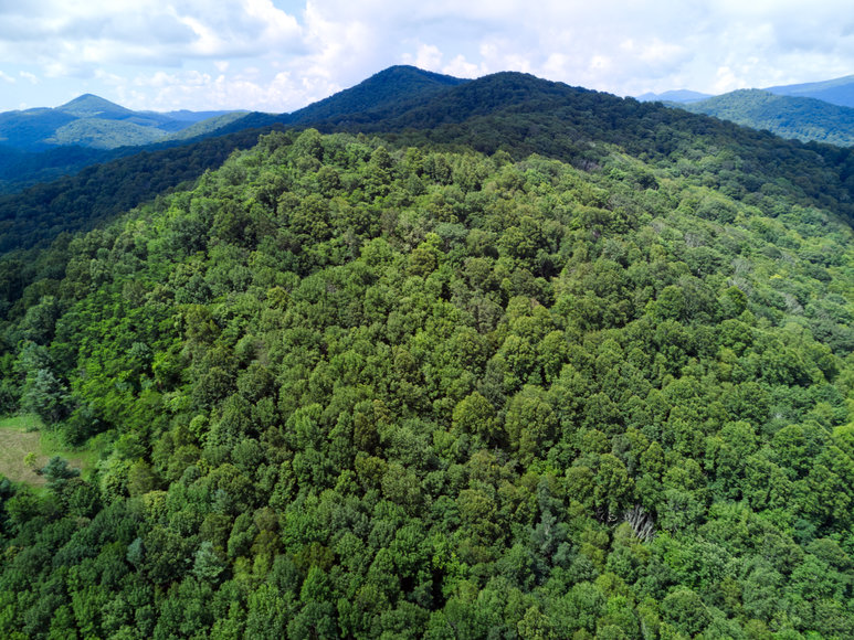 Image for Premier Land Auction - 82 ± Acres in Avery County, NC