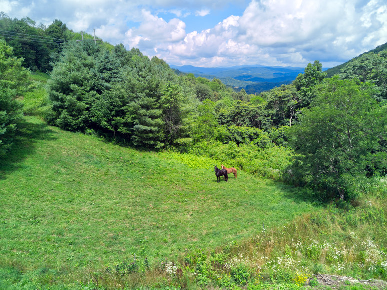 Image for Premier Land Auction - 82 ± Acres in Avery County, NC