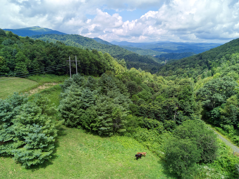 Image for Premier Land Auction - 82 ± Acres in Avery County, NC