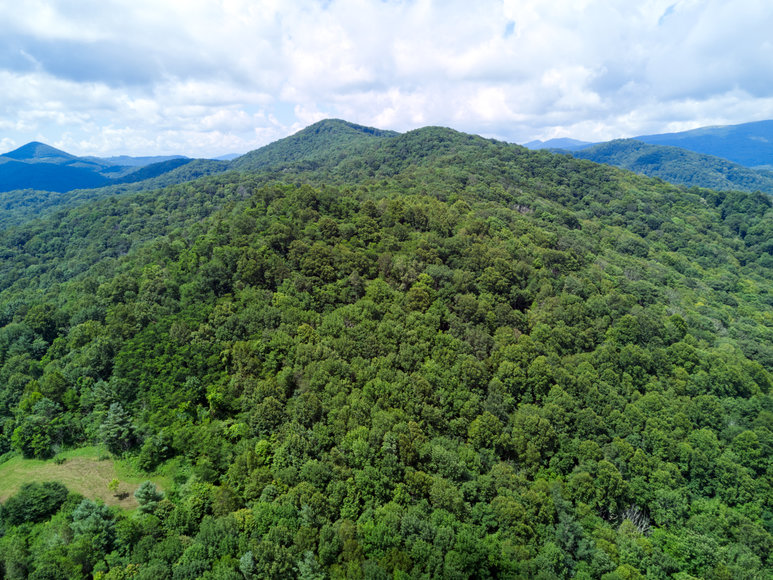 Image for Premier Land Auction - 82 ± Acres in Avery County, NC
