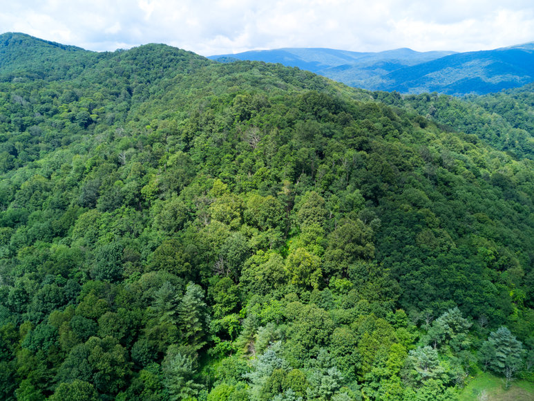 Image for Premier Land Auction - 82 ± Acres in Avery County, NC