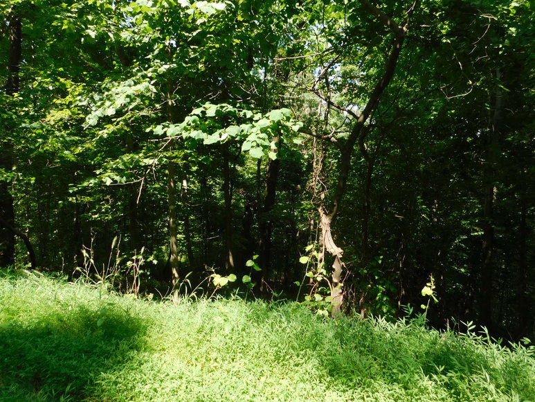 Image for 16.17 +/- Acres of Buildable Land in Madison County, VA