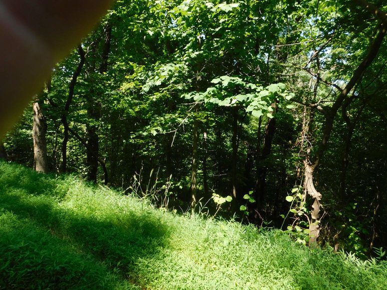 Image for 16.17 +/- Acres of Buildable Land in Madison County, VA