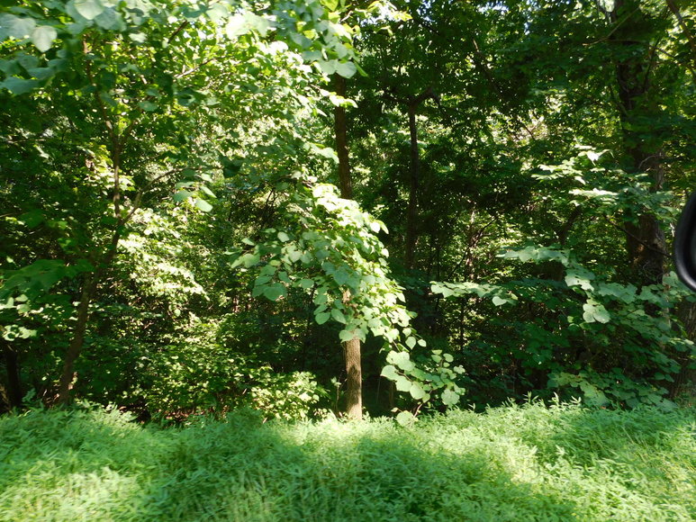 Image for 16.17 +/- Acres of Buildable Land in Madison County, VA