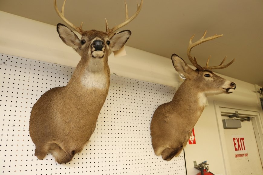 Image for Gallery Auction with Sports Memorabilia and Sporting Equipment: 9-12-19