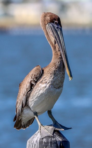 Image for For Sale ONLY at ABSOLUTE AUCTION this Developer's Residence in the Waterfront Community of Moon River