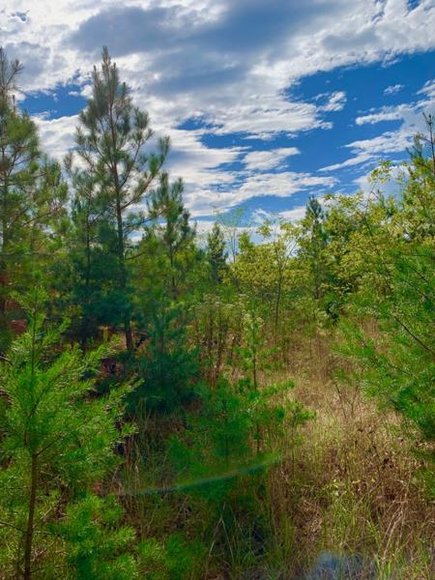 Image for 35.49 Acres Online Only Real Estate Land Auction!