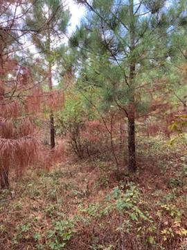 Image for 35.49 Acres Online Only Real Estate Land Auction!