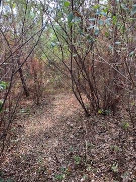 Image for 35.49 Acres Online Only Real Estate Land Auction!